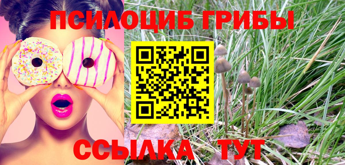 Вольск  Галлюциногенные грибы Psilocybe  Вход с VPN 